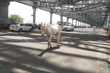 হাওড়া ব্রিজে সাদা ঘোড়ার দাপাদাপি ! ঘোড়াকে সামাল দিতে নাজেহাল পুলিশ ! হাওড়া ব্রিজে সাদা ঘোড়ার দাপাদাপি ! ঘোড়াকে সামাল দিতে নাজেহাল পুলিশ !