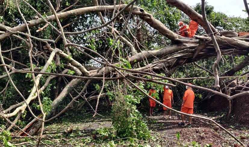 বৃহস্পতিবারই এনডিআরএফ-এর সদস্যরা প্রায় ৪৭৮টি গাছ, ৭৮টি ইলেকট্রিক পোল এবং ১৭০ কিমি-র বেশি রাস্তা পরিষ্কার করেন ৷ 