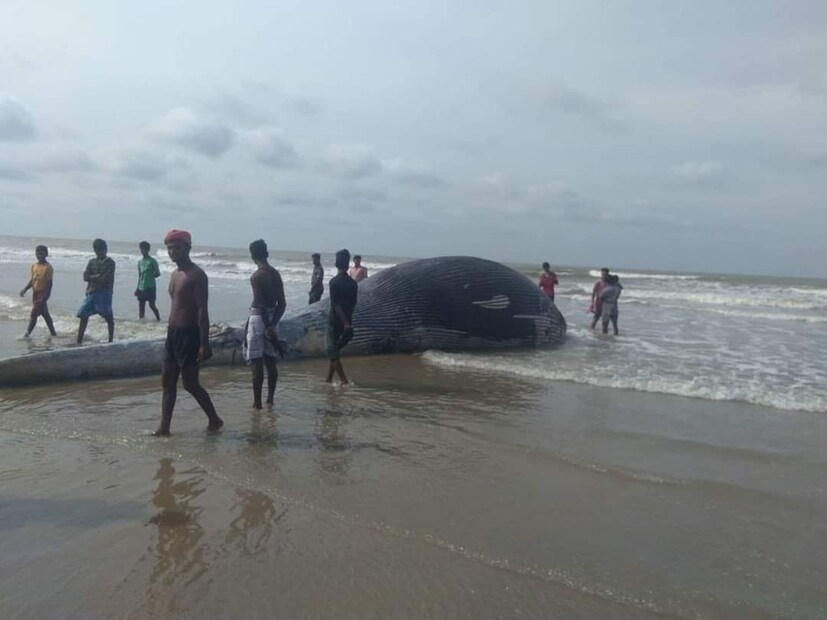 তাঁদের বক্তব্য, এরকম বিশাল চেহারার তিমি মাছের দর্শন দিঘা-মন্দারমণিতে এর আগে হয়নি। যা দেখে রীতিমতো হইচই শুরু হয়েছে সৈকত শহরে।