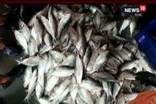 ইলিশে ভরে যাবে বাজার, সমুদ্রে যাওয়ার আগে সুরক্ষাবিধিতে জোর মৎসজীবীদের