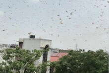 বিকেলেই দিল্লি আক্রমণ করল কোটি কোটি পঙ্গপাল, আকাশ ছেয়ে গেল!