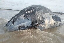 ৩৬ ফুটের বিশালাকার তিমি দেখতে মন্দারমণির সৈকতে উপচে পড়ল ভিড় ! ৩৬ ফুটের বিশালাকার তিমি দেখতে মন্দারমণির সৈকতে উপচে পড়ল ভিড় !