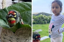 ছোট্ট আহত পাখিকে জল খাইয়ে, সুস্থ করে বাসায় রেখে এল ধনি-কন্যা জিভা, দেখুন ছবি