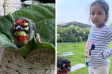ছোট্ট আহত পাখিকে জল খাইয়ে, সুস্থ করে বাসায় রেখে এল ধনি-কন্যা জিভা, দেখুন ছবি ছোট্ট আহত পাখিকে জল খাইয়ে, সুস্থ করে বাসায় রেখে এল ধনি-কন্যা জিভা, দেখুন ছবি