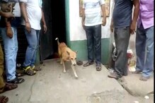 মানবতার নজির, ৭২ দিন তালাবন্ধ দোকানে আটকে থাকা পথকুকুর উদ্ধার মানবতার নজির, ৭২ দিন তালাবন্ধ দোকানে আটকে থাকা পথকুকুর উদ্ধার