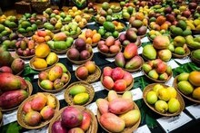 করোনার কোপ ম্যাঙ্গো ফেস্টিভ্যালে! অনলাইন অর্ডার দিয়েই মন ভরাতে হল আম প্রিয় বাঙালিকে