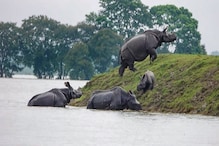 প্লাবিত কাজিরাঙায় বিপন্ন বন্যপ্রাণ, প্রাণ বাঁচাতে জাতীয় সড়কে ঘুরছে একশৃঙ্গ গণ্ডার প্লাবিত কাজিরাঙায় বিপন্ন বন্যপ্রাণ, প্রাণ বাঁচাতে জাতীয় সড়কে ঘুরছে একশৃঙ্গ গণ্ডার