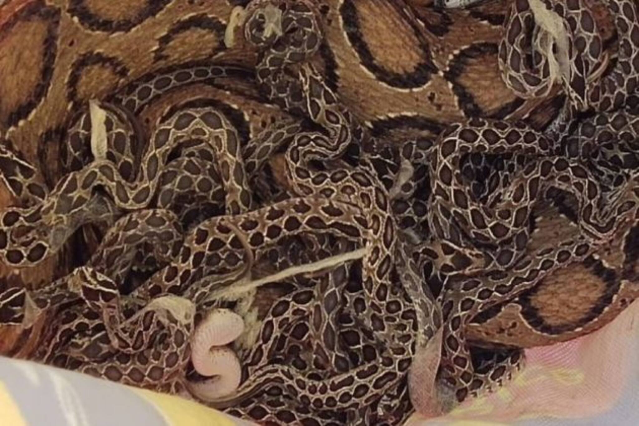 বাড়ির বাথরুমে কিলবিল করছে বিষধর চন্দ্রবোড়া, উদ্ধারকারীরা এসে যা দেখলেন ...