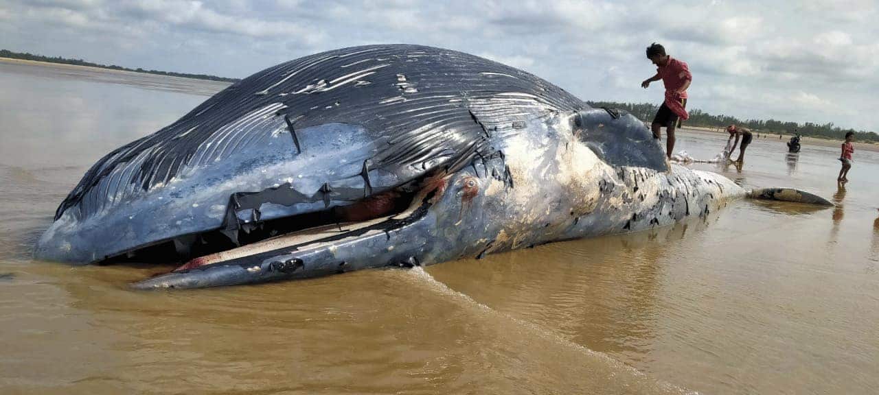 রীতিমতো চমকে যাওয়ার মতোই চেহারা ৷ যেমন লম্বা, তেমনই চওড়া তিমি মাছটির ওজনও বিপুল। আজ, সোমবার সাত সকালে মন্দারমণির সৈকতে বিশালাকৃতির সামুদ্রিক তিমি মাছ দেখে চমকে গিয়েছেন সকলেই! ছবি-সংগৃহীত রীতিমতো চমকে যাওয়ার মতোই চেহারা ৷ যেমন লম্বা, তেমনই চওড়া তিমি মাছটির ওজনও বিপুল। আজ, সোমবার সাত সকালে মন্দারমণির সৈকতে বিশালাকৃতির সামুদ্রিক তিমি মাছ দেখে চমকে গিয়েছেন সকলেই! ছবি-সংগৃহীত