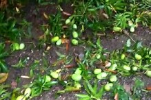 নিসর্গের তাণ্ডব, ঝড়ের তেজে আম গাছ ফাঁকা, মাটিতে গড়াচ্ছে আলফানসো নিসর্গের তাণ্ডব, ঝড়ের তেজে আম গাছ ফাঁকা, মাটিতে গড়াচ্ছে আলফানসো