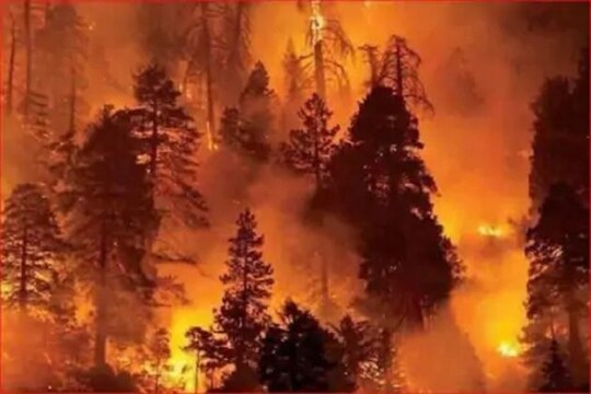 Fierce fire in California-Arizona forests of America (file photo)