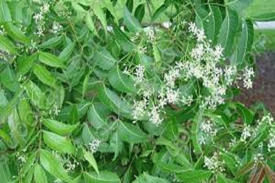 প্রতিদিন সকালে নিমপাতা কাঁচা চিবিয়ে খেলে উপকার পাওয়া যায় ৷ কেননা রক্তকে পরিস্রুত করতে নিমপাতার জুড়ি মেলা ভার ৷ জীবাণুদের শরীর থেকে দূর করতে নিমপাতা এক বিশেষ ভূমিকা গ্রহণ করে ৷ প্রতীকী ছবি ৷ প্রতিদিন সকালে নিমপাতা কাঁচা চিবিয়ে খেলে উপকার পাওয়া যায় ৷ কেননা রক্তকে পরিস্রুত করতে নিমপাতার জুড়ি মেলা ভার ৷ জীবাণুদের শরীর থেকে দূর করতে নিমপাতা এক বিশেষ ভূমিকা গ্রহণ করে ৷ প্রতীকী ছবি ৷