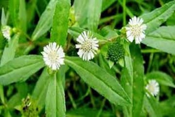 একরাশ ঘন, কালো চুল পেতে কেশরাজ বা কেশুত পাতার অত্যন্ত উপকারী একরাশ ঘন, কালো চুল পেতে কেশরাজ বা কেশুত পাতার অত্যন্ত উপকারী