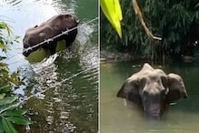 হাতির 'বিশ্বাস' রাখল না মানুষ!খুনিদের কড়া শাস্তি হবে বললেন কেরলের মুখ্যমন্ত্রী হাতির 'বিশ্বাস' রাখল না মানুষ!খুনিদের কড়া শাস্তি হবে বললেন কেরলের মুখ্যমন্ত্রী