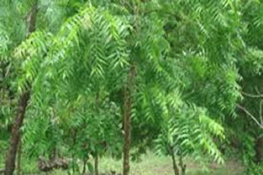 অনেকেরই দাঁতে অনেক সমস্যা থাকে, মারি দিয়ে রক্ত পড়া, মুখে দুর্গন্ধ বা পাইরিয়ার সমস্যা ৷ নিমের দাঁতন দিয়ে দাঁত মাজলে অনেকটাই উপকার পাওয়া যায় ৷ মারি শক্ত ও দাঁত করে তোলে সুস্থ সবল ৷ প্রতীকী ছবি ৷ অনেকেরই দাঁতে অনেক সমস্যা থাকে, মারি দিয়ে রক্ত পড়া, মুখে দুর্গন্ধ বা পাইরিয়ার সমস্যা ৷ নিমের দাঁতন দিয়ে দাঁত মাজলে অনেকটাই উপকার পাওয়া যায় ৷ মারি শক্ত ও দাঁত করে তোলে সুস্থ সবল ৷ প্রতীকী ছবি ৷