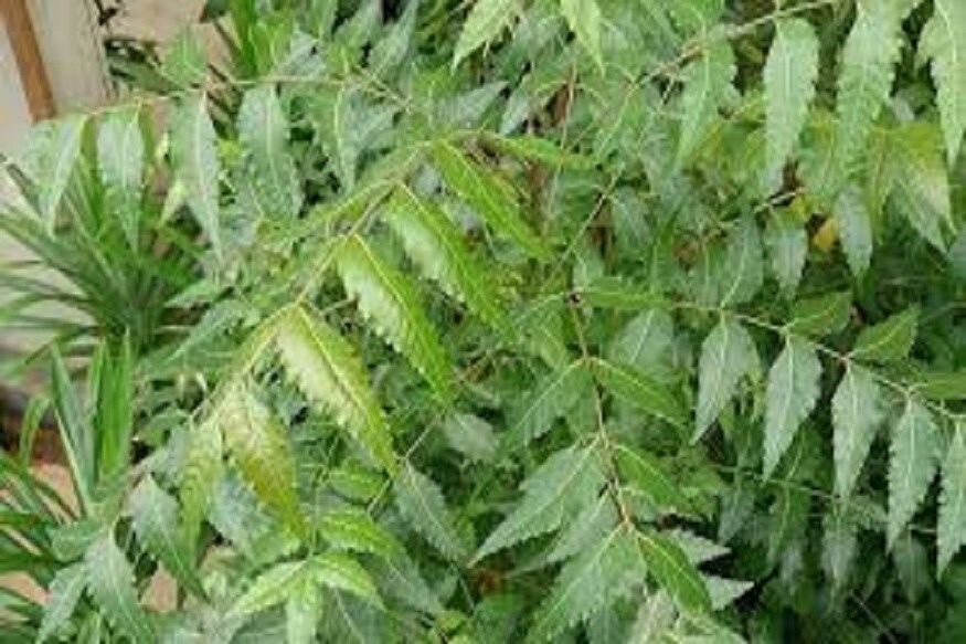 যাঁদের রক্তে শর্করার পরিমাণ বেশি আছে অর্থাৎ ব্লাড সুগার আছে তাঁরা প্রতিদিন যদি নিমপাতা ও গোলমরিচ বেটে খেতে পারেন বেশ উপকার পাওয়া যায় ৷ প্রতীকী ছবি ৷ যাঁদের রক্তে শর্করার পরিমাণ বেশি আছে অর্থাৎ ব্লাড সুগার আছে তাঁরা প্রতিদিন যদি নিমপাতা ও গোলমরিচ বেটে খেতে পারেন বেশ উপকার পাওয়া যায় ৷ প্রতীকী ছবি ৷