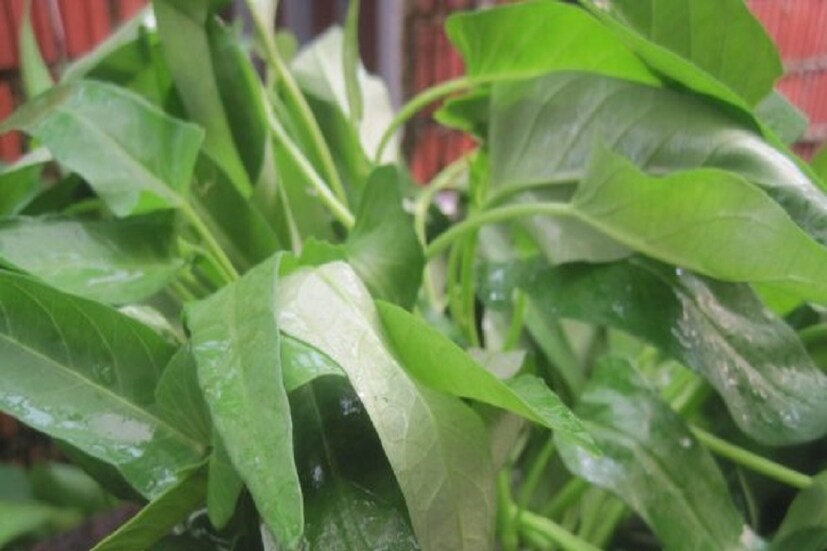 কলমি শাক অত্যন্ত উপকারী একটি শাক ৷ এই শাকে প্রচুর পরিমাণে ক্যালসিয়াম, ভিটামিন সি থাকে ৷ ফলে হাড় মজবুত হয় সঙ্গে সঙ্গে গড়ে ওঠে রোগ প্রতিরোধ ক্ষমতাও ৷ প্রতীকী ছবি ৷