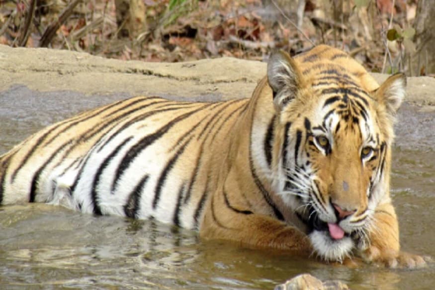 ৫ বছরের ওই বাঘটিকে তাই যাবজ্জীবন কারাদণ্ড দিল মধ্যপ্রদেশ বন দফতর৷ বাঘটি ২০১৮ সালে মধ্যপ্রদেশে ঢোকে৷ পশ্চিমে মহারাষ্ট্র থেকে ৫০০ কিলোমিটার হেঁটে বাঘটি ২০১৮ সালে মধ্যপ্রদেশের বেতুল জেলায় ঢুকে পড়ে৷ -- Representative Image ৫ বছরের ওই বাঘটিকে তাই যাবজ্জীবন কারাদণ্ড দিল মধ্যপ্রদেশ বন দফতর৷ বাঘটি ২০১৮ সালে মধ্যপ্রদেশে ঢোকে৷ পশ্চিমে মহারাষ্ট্র থেকে ৫০০ কিলোমিটার হেঁটে বাঘটি ২০১৮ সালে মধ্যপ্রদেশের বেতুল জেলায় ঢুকে পড়ে৷ -- Representative Image