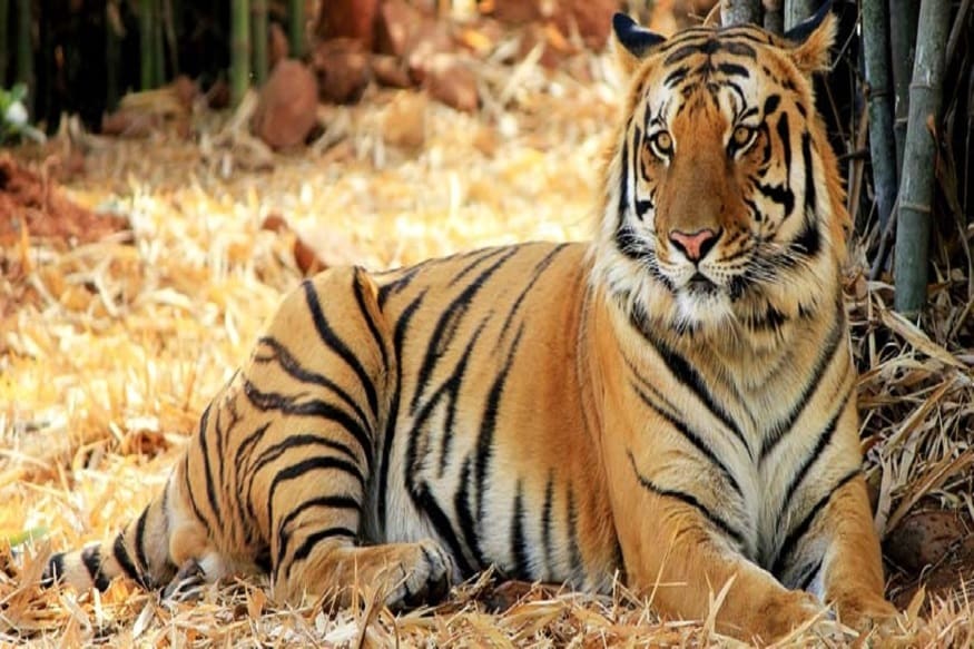 বলা হয়, বাঘ নাকি একবার মানুষের রক্তের স্বাদ পেলে, তার মুখে অন্য কোনও প্রাণী রুচিতে বাঁধে৷ এই বাঘটিরও তা-ই পরিস্থিতি৷ মানুষ খাওয়া ওর অভ্যাস হয়ে দাঁড়িয়েছে৷ একের পর এক মানুষ খাচ্ছে৷ তাই মানুষই ওকে শাস্তি দিচ্ছে৷ বন দফতরের তালিকায় অত্যন্ত বিপজ্জনক তকমা জুটেছে বাঘটির৷ -- Representative Image বলা হয়, বাঘ নাকি একবার মানুষের রক্তের স্বাদ পেলে, তার মুখে অন্য কোনও প্রাণী রুচিতে বাঁধে৷ এই বাঘটিরও তা-ই পরিস্থিতি৷ মানুষ খাওয়া ওর অভ্যাস হয়ে দাঁড়িয়েছে৷ একের পর এক মানুষ খাচ্ছে৷ তাই মানুষই ওকে শাস্তি দিচ্ছে৷ বন দফতরের তালিকায় অত্যন্ত বিপজ্জনক তকমা জুটেছে বাঘটির৷ -- Representative Image