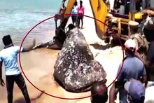সমুদ্র পাড়ে ভেসে উঠল বিশাল বড় মৃত তিমি! কীভাবে মৃত্য, হচ্ছে ময়নাতদন্ত