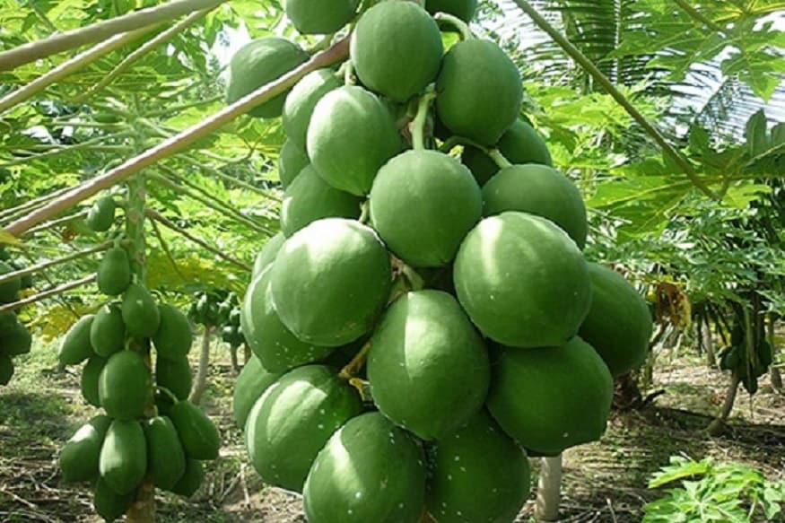 প্রতিদিন পেঁপে খাওয়ার অভ্যাস থাকলে একসঙ্গে অনেক উপকার পাওয়া সম্ভব ৷ পাকা হোক বা কাঁচা পেঁপে কম বেশি সবারই খেতে ভাললাগে ৷ প্রতীকী ছবি ৷ প্রতিদিন পেঁপে খাওয়ার অভ্যাস থাকলে একসঙ্গে অনেক উপকার পাওয়া সম্ভব ৷ পাকা হোক বা কাঁচা পেঁপে কম বেশি সবারই খেতে ভাললাগে ৷ প্রতীকী ছবি ৷