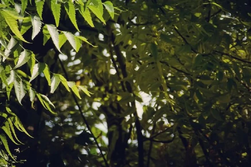 করোনা দূরে রাখতে দাওয়ায়ই- নিমপাতা কুচি করে এক গ্লাস জলে মিশিয়ে খান। এতে আপনার শরীরে রোগ প্রতিরোধ ক্ষমতা বাড়বে। কারণ নিম প্রাকৃতিক অ্যন্টিবায়োটিকের মতো কাজ করে। নিজে থেকেই শরীরে অ্যান্টি ইনফ্ল্যামাটরি অ্যাকশান শুরু করে দেয়। ফলে লিভার পরিষ্কার হয় এবং হজমশক্তি ভাল থাকে। দূরে থাকে যে কোন সংক্রমণ। করোনা দূরে রাখতে দাওয়ায়ই- নিমপাতা কুচি করে এক গ্লাস জলে মিশিয়ে খান। এতে আপনার শরীরে রোগ প্রতিরোধ ক্ষমতা বাড়বে। কারণ নিম প্রাকৃতিক অ্যন্টিবায়োটিকের মতো কাজ করে। নিজে থেকেই শরীরে অ্যান্টি ইনফ্ল্যামাটরি অ্যাকশান শুরু করে দেয়। ফলে লিভার পরিষ্কার হয় এবং হজমশক্তি ভাল থাকে। দূরে থাকে যে কোন সংক্রমণ।