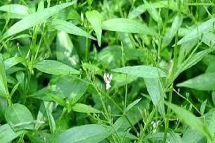 সর্দি, কাশি ও জ্বর, গলা ব্যাথায় অবর্থ্য ওষুধ হিসাবে কাজ করে কালমেঘ ৷ কালমেঘ পাতার রস খেলেই বহু রোগ থেকেই নিমেষে মুক্তি পাওয়া সম্ভব ৷ প্রতীকী ছবি ৷ সর্দি, কাশি ও জ্বর, গলা ব্যাথায় অবর্থ্য ওষুধ হিসাবে কাজ করে কালমেঘ ৷ কালমেঘ পাতার রস খেলেই বহু রোগ থেকেই নিমেষে মুক্তি পাওয়া সম্ভব ৷ প্রতীকী ছবি ৷
