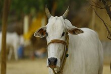 গোয়ালে ঢুকে গরুর সঙ্গে উদ্দাম যৌনতায় মাতল ৫৫ বছরের বৃদ্ধ! গ্রেফতার করল পুলিশ