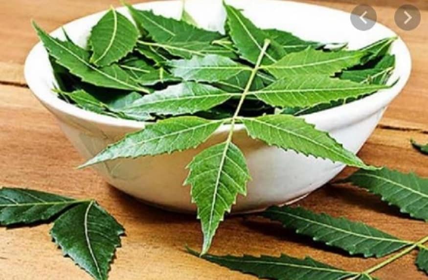 নিম তেলে প্রচুর পরিমাণে ভিটামিন-ই এবং ফ্যাটি অ্যাসিড থাকে যা আমাদের ত্বক এবং চুলের জন্য খুবই উপকারী। নিমপাতার রসে চুলের গোড়া শক্ত হয়, চুলের শুষ্কতা বা রুক্ষ ভাব কমে যায় এবং নতুন চুল গজাতে শুরু করে। photo source collected নিম তেলে প্রচুর পরিমাণে ভিটামিন-ই এবং ফ্যাটি অ্যাসিড থাকে যা আমাদের ত্বক এবং চুলের জন্য খুবই উপকারী। নিমপাতার রসে চুলের গোড়া শক্ত হয়, চুলের শুষ্কতা বা রুক্ষ ভাব কমে যায় এবং নতুন চুল গজাতে শুরু করে। photo source collected