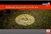 তিনটি সোনালি বাঘের খোঁজ মিলছে না ! চিন্তায় কাজিরাঙা জঙ্গল কর্তৃপক্ষ