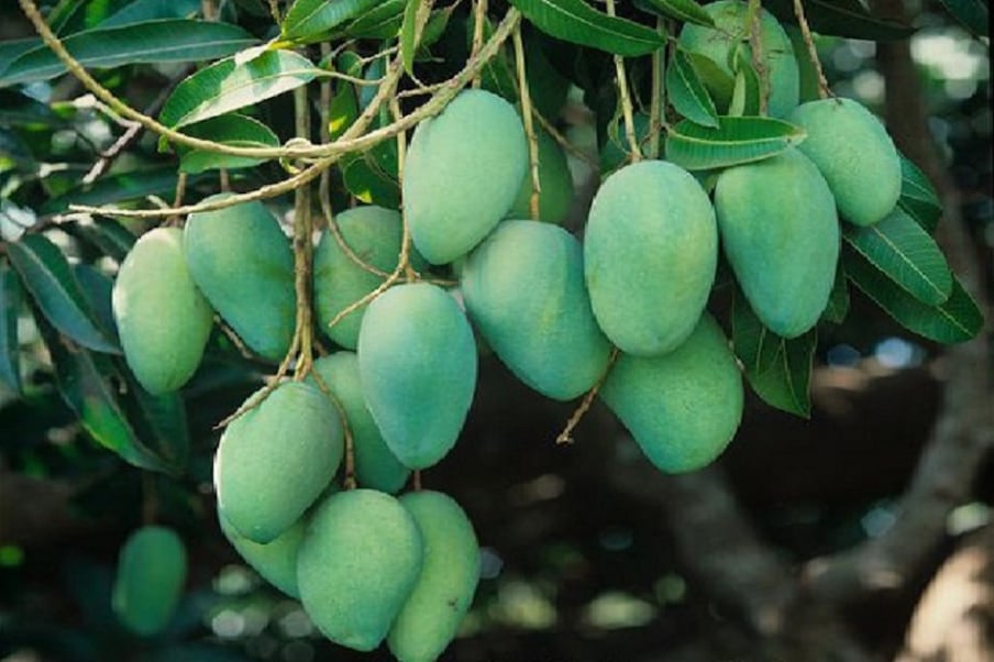 কাঁচা আম শরীরের প্রতিরোধ ক্ষমতা কয়েক গুণ বাড়িয়ে তোলে ৷ Green Mango is  also enhanced immunity. – News18 Bangla
