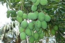 শরীর নুনের ভারসাম্য রক্ষা করে, কাঁচা আম গড়ে তোলে প্রতিরোধ ক্ষমতাও শরীর নুনের ভারসাম্য রক্ষা করে, কাঁচা আম গড়ে তোলে প্রতিরোধ ক্ষমতাও
