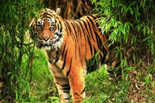 বাঘে টেনে নিয়ে গেল সুন্দরবনের এক মৎস্যজীবীকে ! কাঁকড়া ধরতে গিয়েই মৃত্যু হল তাঁর বাঘে টেনে নিয়ে গেল সুন্দরবনের এক মৎস্যজীবীকে ! কাঁকড়া ধরতে গিয়েই মৃত্যু হল তাঁর