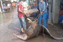 দিঘায় মৎস্যজীবীদের জালে দানবাকৃতির চিলশঙ্কর! সুস্বাদু ৭৮০ কিলো ওজনের মাছ দেখতে বাজারে ভিড় দিঘায় মৎস্যজীবীদের জালে দানবাকৃতির চিলশঙ্কর! সুস্বাদু ৭৮০ কিলো ওজনের মাছ দেখতে বাজারে ভিড়