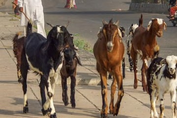 গাছের চারা খেয়ে নিয়েছে, ১৫ ছাগলকে আটক করল তেলেঙ্গনা প্রশাসন! ৪৫ হাজার টাকা জরিমানার নির্দেশ গাছের চারা খেয়ে নিয়েছে, ১৫ ছাগলকে আটক করল তেলেঙ্গনা প্রশাসন! ৪৫ হাজার টাকা জরিমানার নির্দেশ