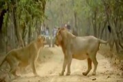 মাঝ-রাস্তায় দম্পতির ভয়ঙ্কর লড়াই! গির অভয়ারণ্যে সিংহ-সিংহীর কলহে মুগ্ধ পর্যটকেরা, ভিডিও ভাইরাল