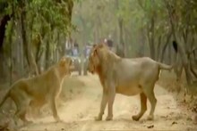 মাঝ-রাস্তায় দম্পতির ভয়ঙ্কর লড়াই! গির অভয়ারণ্যে সিংহ-সিংহীর কলহে মুগ্ধ পর্যটকেরা, ভিডিও ভাইরাল