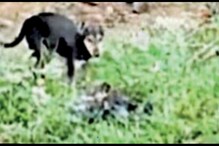 করোনা আক্রান্তের আধ-পোড়া দেহ টেনে-ছিঁড়ে খাচ্ছে কুকুরের দল, ভাইরাল ভিডিও ঘিরে নিন্দার ঝড় করোনা আক্রান্তের আধ-পোড়া দেহ টেনে-ছিঁড়ে খাচ্ছে কুকুরের দল, ভাইরাল ভিডিও ঘিরে নিন্দার ঝড়