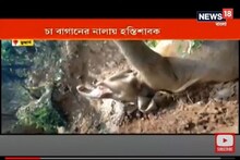 হস্তিশাবককে নালা থেকে উদ্ধার করে মায়ের কাছে ফেরত পাঠালেন চা বাগানের শ্রমিকরা