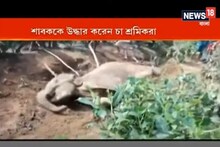 হস্তিশাবককে নালা থেকে উদ্ধার করে মায়ের কাছে ফেরত পাঠালেন চা বাগানের শ্রমিকরা