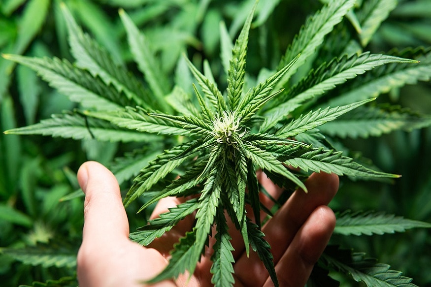 • এমনিতেই Cannabidiol (CBD) নামে গাঁজার উপাদান যেন নানারকম রোগ নিরাময়ে কাজে লাগে, সেটা আগে থেকেই প্রতিষ্ঠিত। এমনকী আগেও গবেষকরা বলেছেন, ক্যান্সার মোকাবিলা করতে Cannabidiol (CBD) ব্যবহার করা যেতে পারে। এটি ব্যবহার করে ওষুধ তৈরির চেষ্টাও চলছে। কিন্তু এখন গবেষকরা দাবি করেছেন, এই উপাদানে তৈরি বিশেষ স্ট্রেইন ক্যান্সার সেল ধ্বংস করে রোগীকে পুরোপুরি মুক্তি দিতে পারে। যা এক যুগান্তকারী আবিষ্কার বলা চলে। • এমনিতেই Cannabidiol (CBD) নামে গাঁজার উপাদান যেন নানারকম রোগ নিরাময়ে কাজে লাগে, সেটা আগে থেকেই প্রতিষ্ঠিত। এমনকী আগেও গবেষকরা বলেছেন, ক্যান্সার মোকাবিলা করতে Cannabidiol (CBD) ব্যবহার করা যেতে পারে। এটি ব্যবহার করে ওষুধ তৈরির চেষ্টাও চলছে। কিন্তু এখন গবেষকরা দাবি করেছেন, এই উপাদানে তৈরি বিশেষ স্ট্রেইন ক্যান্সার সেল ধ্বংস করে রোগীকে পুরোপুরি মুক্তি দিতে পারে। যা এক যুগান্তকারী আবিষ্কার বলা চলে।