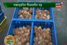 অন্নদাতায় দেখুন প্রতিকূল পরিবেশে বাচ্চা-মুরগি এবং খামারের পরিচর্যা অন্নদাতায় দেখুন প্রতিকূল পরিবেশে বাচ্চা-মুরগি এবং খামারের পরিচর্যা