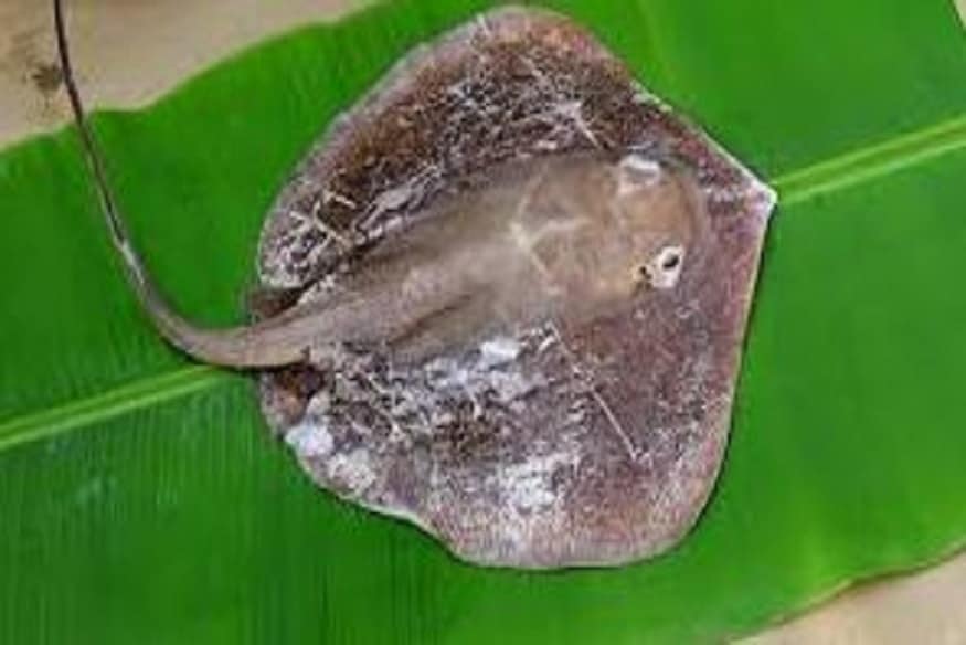লকডাউনের মধ্যে মৎসজীবীদের জন্য এই মাছ লটারি হিসেবে দেখা হচ্ছে৷ এই মাছের আসলে অনেক গুণ৷ চিলশঙ্কর মাছের হাড় দিয়ে ওষুধ তৈরি হয়৷ এদিকে বাকি অংশ খাওয়ার জন্য ব্যবহার হয়৷Photo- Representative লকডাউনের মধ্যে মৎসজীবীদের জন্য এই মাছ লটারি হিসেবে দেখা হচ্ছে৷ এই মাছের আসলে অনেক গুণ৷ চিলশঙ্কর মাছের হাড় দিয়ে ওষুধ তৈরি হয়৷ এদিকে বাকি অংশ খাওয়ার জন্য ব্যবহার হয়৷Photo- Representative