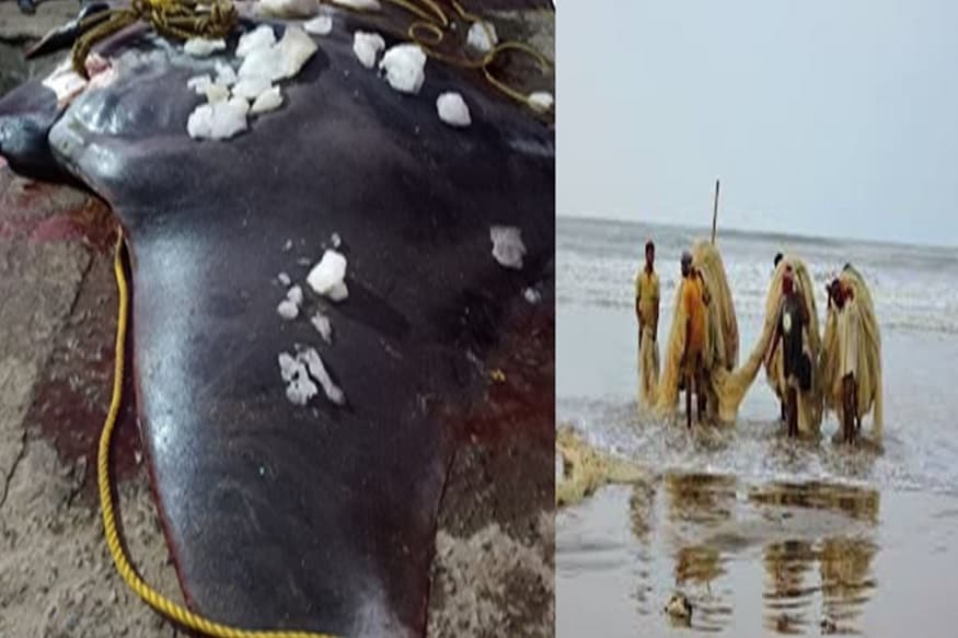 পশ্চিমবঙ্গ ইউনাইটেড ফিশারম্যান অ্যাসোসিয়েশনের প্রধান নির্দেশক পিনাকী রঞ্জন কর জানিয়েছেন , ‘মাছের ওজন প্রায় ৮০০ কেজি৷ মাছটি মৎসজীবীরা দিঘার কাছে ওড়িশার উদয়পুর থেকে ৮ কিলোমিটার দূরে ধরে৷ তিনি আরও জানিয়েছেন মৎসজীবীরা যখন মাছটি ধরে তখন সকলে এর আকার দেখে চমকে গিয়েছিলেন৷ এটাকে শঙ্কর মাছ বলা হয় আর এটা প্রায় হাতির মতো হয়৷ এই মাছটি ৮ ফুট লম্বা ও ৫ ফুট চওড়া ছিল৷ ’ তিনি জানিয়েছেন এই ধরণের মাছ দিঘায় আগেও ধরা পড়েছিল৷ তবে এবারের মাছটি সবচেয়ে বড়৷Photo- Representative পশ্চিমবঙ্গ ইউনাইটেড ফিশারম্যান অ্যাসোসিয়েশনের প্রধান নির্দেশক পিনাকী রঞ্জন কর জানিয়েছেন , ‘মাছের ওজন প্রায় ৮০০ কেজি৷ মাছটি মৎসজীবীরা দিঘার কাছে ওড়িশার উদয়পুর থেকে ৮ কিলোমিটার দূরে ধরে৷ তিনি আরও জানিয়েছেন মৎসজীবীরা যখন মাছটি ধরে তখন সকলে এর আকার দেখে চমকে গিয়েছিলেন৷ এটাকে শঙ্কর মাছ বলা হয় আর এটা প্রায় হাতির মতো হয়৷ এই মাছটি ৮ ফুট লম্বা ও ৫ ফুট চওড়া ছিল৷ ’ তিনি জানিয়েছেন এই ধরণের মাছ দিঘায় আগেও ধরা পড়েছিল৷ তবে এবারের মাছটি সবচেয়ে বড়৷Photo- Representative
