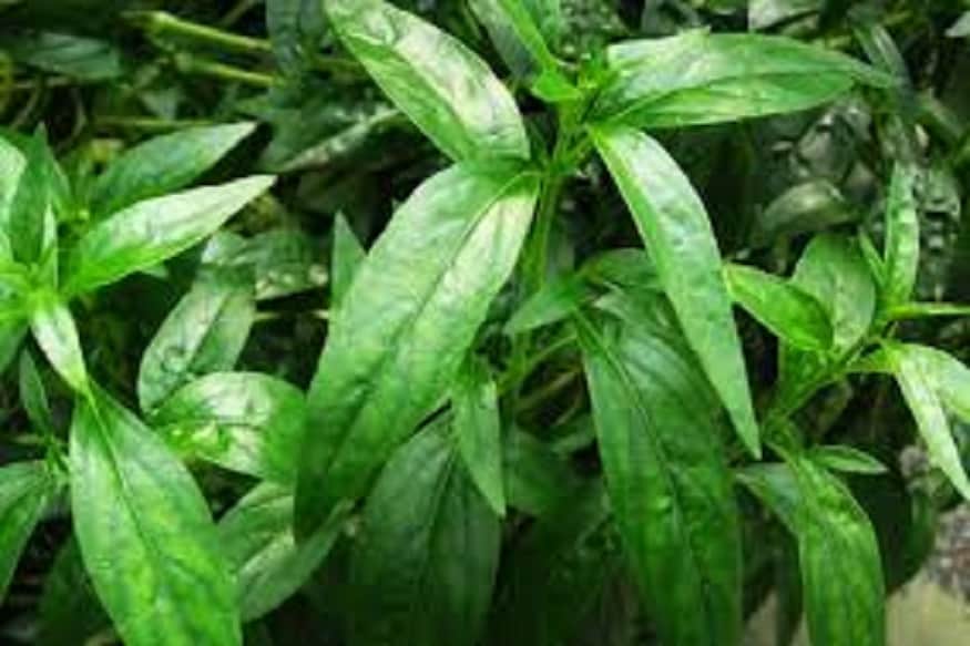 প্রধানত কালমেঘ এক বর্ষজীবি বীরুৎ জাতীয় ভেষজ উদ্ভিদ ৷ কালমেঘ পাতার বেশ কয়েকটি উপকারিতা জীবনকে আরও সুন্দর করে তোলে ৷ প্রতীকী ছবি ৷ প্রধানত কালমেঘ এক বর্ষজীবি বীরুৎ জাতীয় ভেষজ উদ্ভিদ ৷ কালমেঘ পাতার বেশ কয়েকটি উপকারিতা জীবনকে আরও সুন্দর করে তোলে ৷ প্রতীকী ছবি ৷