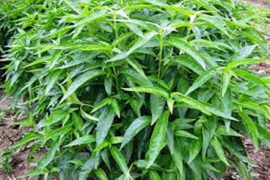 শরীরে ক্যান্সার বাসা বাঁধলে কালমেঘ তা মেরে ফেলে কালমেঘ ৷ বাড়তে দেয়না সেই সমস্ত রোগগ্রস্ত কোষগুলিকে ৷ প্রতীকী ছবি ৷ শরীরে ক্যান্সার বাসা বাঁধলে কালমেঘ তা মেরে ফেলে কালমেঘ ৷ বাড়তে দেয়না সেই সমস্ত রোগগ্রস্ত কোষগুলিকে ৷ প্রতীকী ছবি ৷