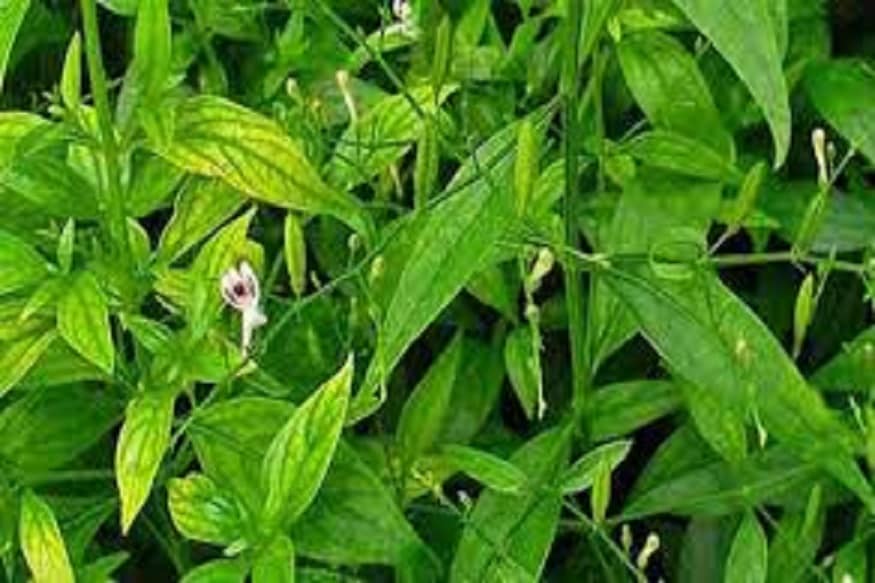 ডায়াবেটিসে মন্ত্রের মত কাজ করে কালমেঘ পাতা ৷ শরীরে শর্করার পরিমাণ নিয়ন্ত্রণে রাখে ৷ প্রতীকী ছবি ৷ ডায়াবেটিসে মন্ত্রের মত কাজ করে কালমেঘ পাতা ৷ শরীরে শর্করার পরিমাণ নিয়ন্ত্রণে রাখে ৷ প্রতীকী ছবি ৷