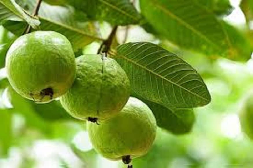 পেয়ারার সঙ্গে সঙ্গে পেয়ারা পাতাও বিশেষ ভাবে উপকারী ৷ Guava leaves also very very useful. | life-style - News18 Bangla, Today's Latest Bengali News