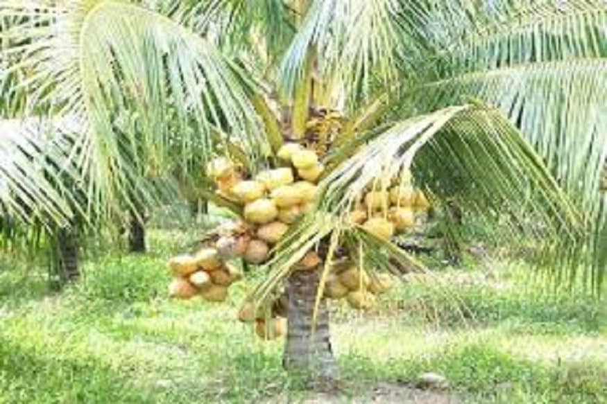 নারকেলে ভিটামিন বি ৬ ও বি-১২ সমৃদ্ধ, ১০০ গ্রাম ৩৫৪ ক্যালোরি, ৩৩ গ্রাম ফ্যাট, ২০ মিলিগ্রাম সোডিয়াম, ৩৫৬ মিলিগ্রাম পটাশিয়াম, ১৫ গ্রাম শর্করা, ৩.৩ গ্রাম প্রোটিন আছে। ভিটামিন সি, ক্যালসিয়াম, আয়রন, ম্যাগনেসিয়াম ৷ প্রতীকী ছবি ৷ নারকেলে ভিটামিন বি ৬ ও বি-১২ সমৃদ্ধ, ১০০ গ্রাম ৩৫৪ ক্যালোরি, ৩৩ গ্রাম ফ্যাট, ২০ মিলিগ্রাম সোডিয়াম, ৩৫৬ মিলিগ্রাম পটাশিয়াম, ১৫ গ্রাম শর্করা, ৩.৩ গ্রাম প্রোটিন আছে। ভিটামিন সি, ক্যালসিয়াম, আয়রন, ম্যাগনেসিয়াম ৷ প্রতীকী ছবি ৷