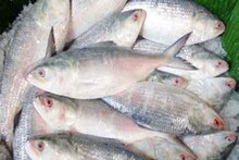 হুগলি-রূপনারায়ণে ইলিশের আকাল, হতাশ হাওড়ার মৎস্যজীবীরা
